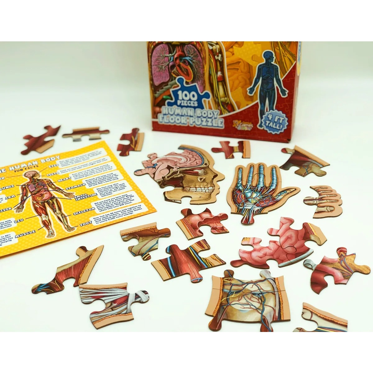 Dr. Livingston Jr. Human Body Floor Puzzle